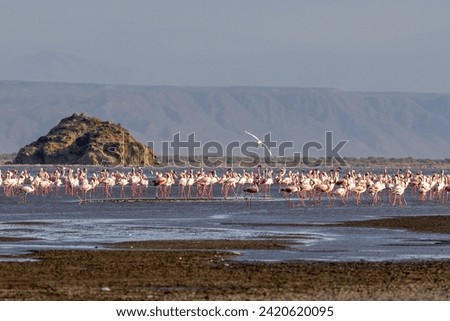 Lake Natron, the largest lake in the East African Rift Valley in Tanzania and to a small extent in Kenya, known for its pink flamingos Royalty-Free Stock Photo #2420620095