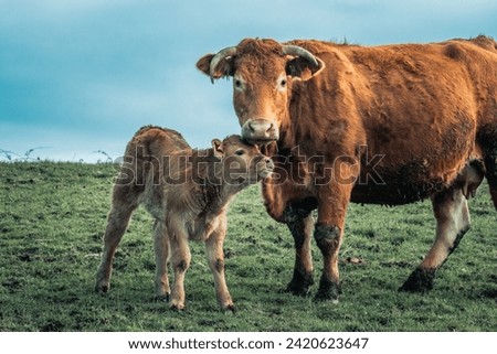 Love you forever. Love moment between mother and her newborn baby cow, SO CUTE AND AMAZING TO SEE Royalty-Free Stock Photo #2420623647
