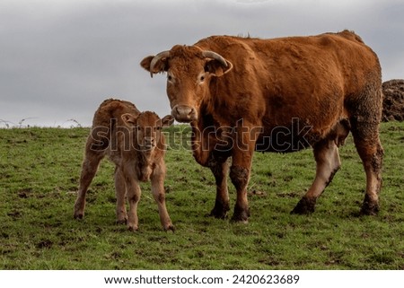 Love you forever. Love moment between mother and her newborn baby cow, SO CUTE AND AMAZING TO SEE Royalty-Free Stock Photo #2420623689