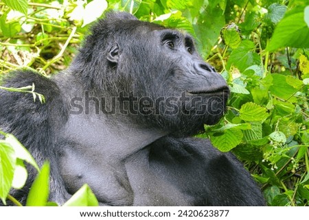 Congo - February 1st, 2024: An Eastern lowland gorilla in Kahuzi-Biega National Park.