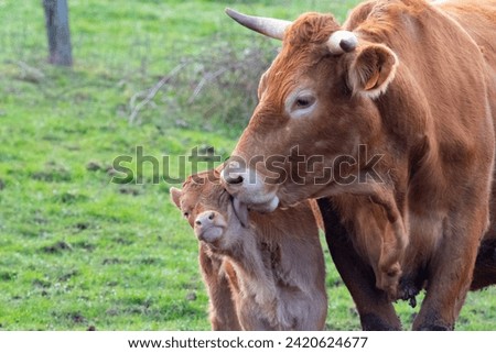 Love you forever. Love moment between mother and her newborn baby cow, SO CUTE AND AMAZING TO SEE Royalty-Free Stock Photo #2420624677
