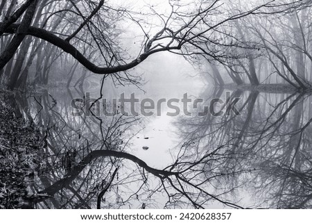 Moody river view with fog.  Image is black and white with lots of tree branches reflecting in the calm river water.