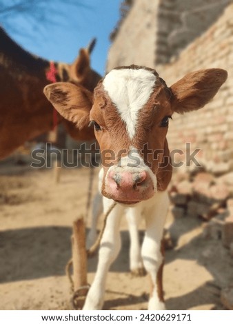 Find Calf stock images in HD and millions of other royalty-free stock photos, 3D objects, illustrations and vectors in the Shutterstock collection.