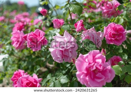 punchy pink roses in a city rose garden in june Royalty-Free Stock Photo #2420631265