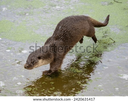 Otter Walking on a Frozen Lake