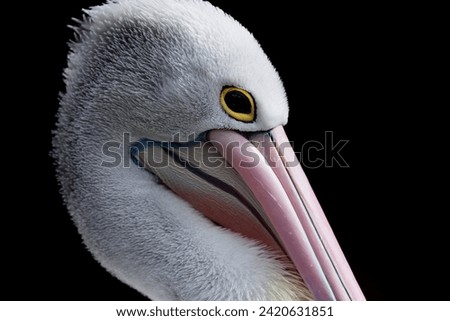 A Close-up portrait of an Australian pelican (Pelecanus conspicillatus). Australian pelican is a large waterbird.  Bird in natural environment.  Royalty-Free Stock Photo #2420631851