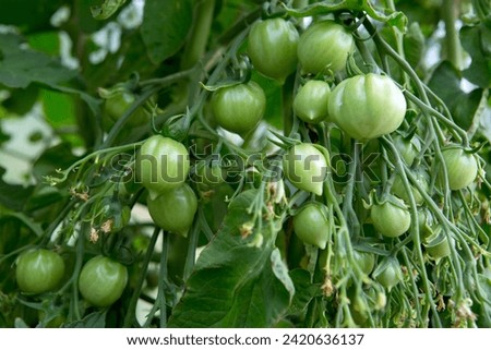 Fresh green tomatoes and some that are not ripe yet hanging on the vine of a tomato plant in the garden. Royalty-Free Stock Photo #2420636137