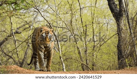 This photo contains a beautiful tiger  