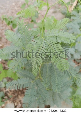 beautiful tree and leaf outdoor picture Royalty-Free Stock Photo #2420644333