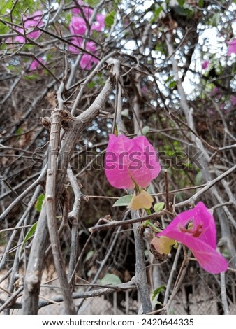 beautiful tree and leaf outdoor picture Royalty-Free Stock Photo #2420644335