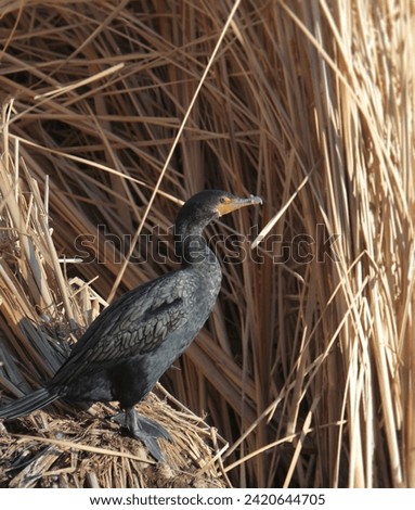 Double-crested Cormorant (phalacrocorax auritus) perched in a some grain at the edge of a wetland Royalty-Free Stock Photo #2420644705