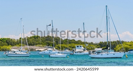 Sailboats with high masts anchored on a river with blue water near the shore, view of the boats and mangrove forest on a sunny summer day.