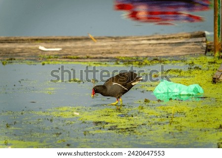 A Eurasian Moorhen (Gallinula chloropus) stands in the water in search of food. The natural environment around Dal Lake, Jammu and Kashmir, India.
