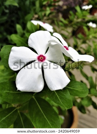 The specific epithet roseus means rose-like or rose-coloured, in this case, rose-like flower shape. Variety 'Alba' means white, which refers to the flower colour.  Royalty-Free Stock Photo #2420649059