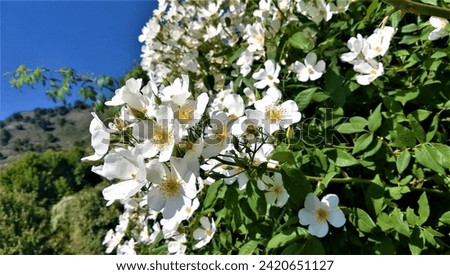 Multiflora rose (Rosa multiflora) is a perennial shrub native to eastern Asia that has been introduced to various parts of the world, including North America, where it is considered invasive.  Royalty-Free Stock Photo #2420651127