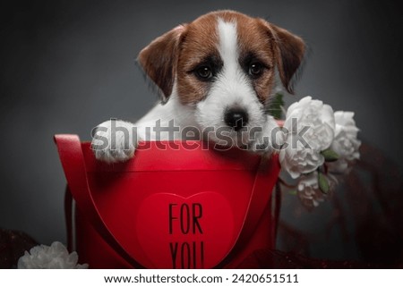 dog portrait Jack Russell Terrier
puppy on a gray background in a red box with white flowers Royalty-Free Stock Photo #2420651511