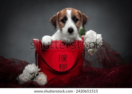 dog portrait Jack Russell Terrier
puppy on a gray background in a red box with white flowers Royalty-Free Stock Photo #2420651515