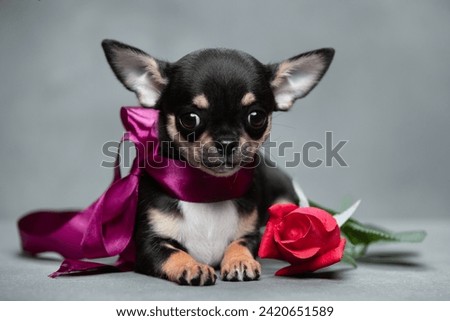 dog portrait of a chihuahua puppy in a burgundy ribbon with a red rose on a gray background Royalty-Free Stock Photo #2420651589