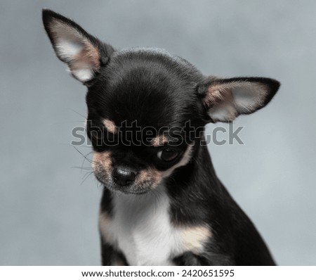 dog portrait of a chihuahua puppy on a gray background