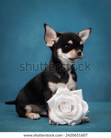 dog portrait of a chihuahua puppy on a blue background with a white rose Royalty-Free Stock Photo #2420651607