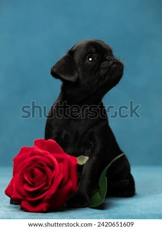 dog portrait of a Petit brabanson puppy on a blue background with a red rose Royalty-Free Stock Photo #2420651609