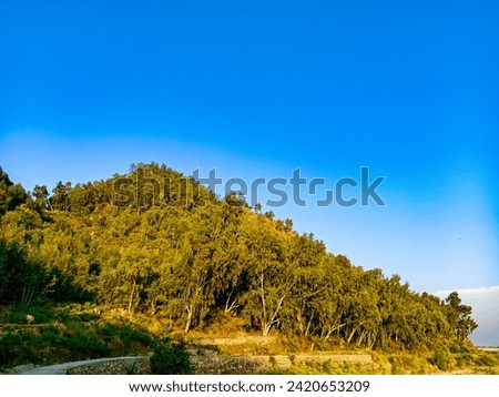 Spectacular mountain forest beneath a vivid blue sky.