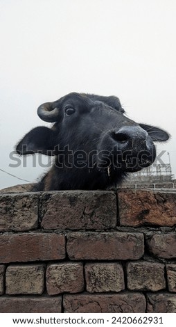 face of buffalo 4k picture 