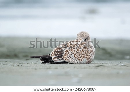 Cute brown juvenile California gull is resting in the sandy beach at the water, hiding its head under the wing. Royalty-Free Stock Photo #2420678089