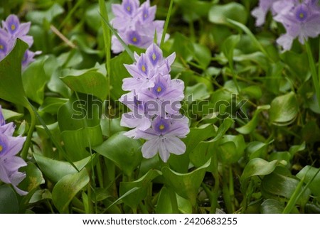 common water hyacinth, is an aquatic plant native to South America, naturalized throughout the world, and often invasive outside its native range. It is the sole species of the subgenus Oshunae within Royalty-Free Stock Photo #2420683255