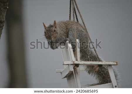 squirrel eating a peanut in a bird feeder