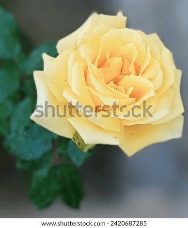 Flower of Yellow Rose in the summer garden. Yellow Roses with shallow depth of field. Beautiful Rose in the sunshine. 