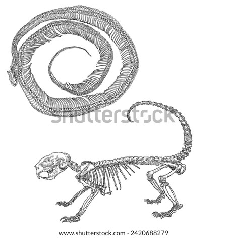 Snake python and Porcupine skeleton illustration, drawing and engraving ink line art. Porcupine and black serpent dead bones with head skull, jaw, spine, tail, and ribs. Vector