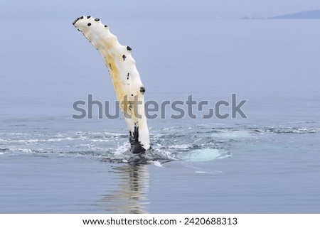 Humpback whale pectoral fin slapping on a calm and glassy sea in Royalty-Free Stock Photo #2420688313