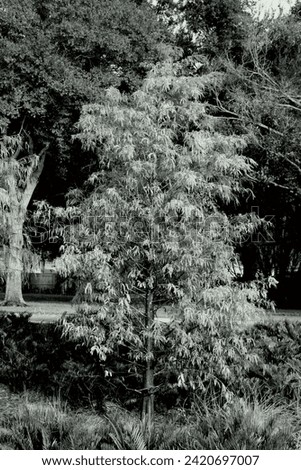 A monochrome or black and white photograph that I created in Kissimmee, Florida. 