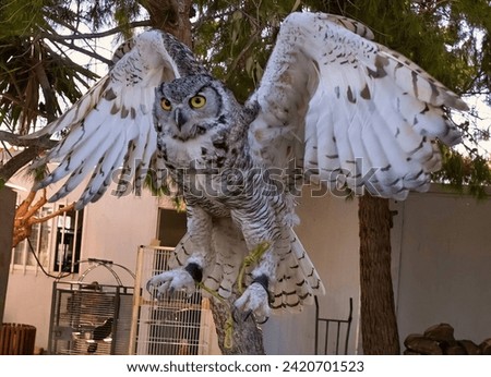 "Owl with spread wings, intense gaze, flying near trees."