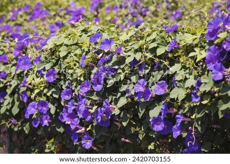 Selective focus of purple blue flower with green leaves as background, Ipomoea is a genus in the flowering plant family Convolvulaceae, Common names morning glory, water convolvulus or kangkung. Royalty-Free Stock Photo #2420703155