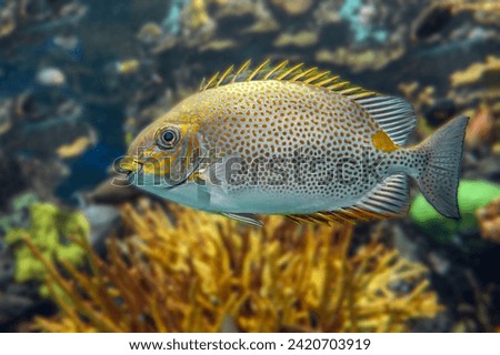 Coral fish - Onespot Foxface Rabbitfish - Siganus vulpinus 