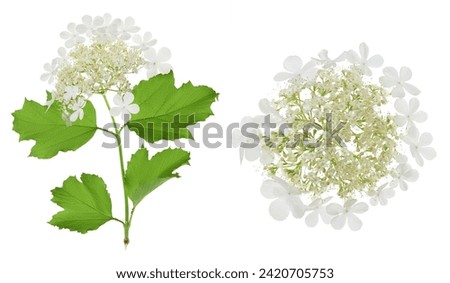 Viburnum flower isolated on a white background