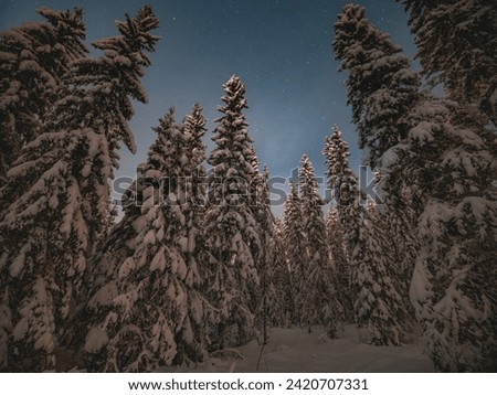 Winter night forest. Snowy forest at night