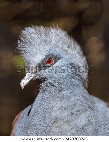 Elegant Victoria Crowned Pigeon, Goura victoria, flaunting its unique crown of feathers in the lush forests of Papua New Guinea, a symbol of avian royalty.