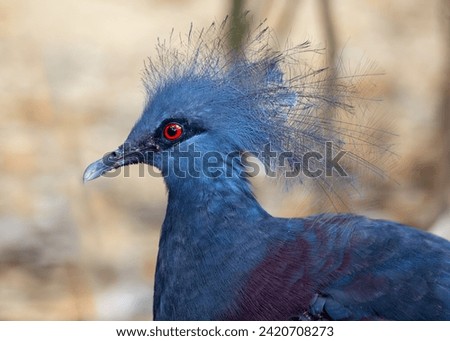 Elegant Victoria Crowned Pigeon, Goura victoria, flaunting its unique crown of feathers in the lush forests of Papua New Guinea, a symbol of avian royalty.