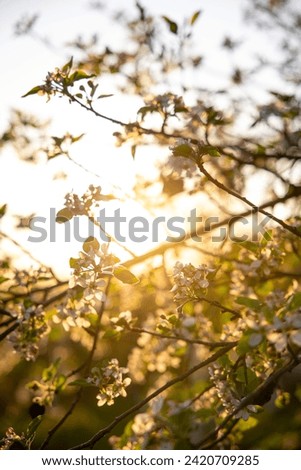 Apple blossom petals on a tree branch. Sunset light in the background. Beautiful nature shot. High quality photo