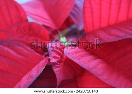 Up close picture of red poinsettia.