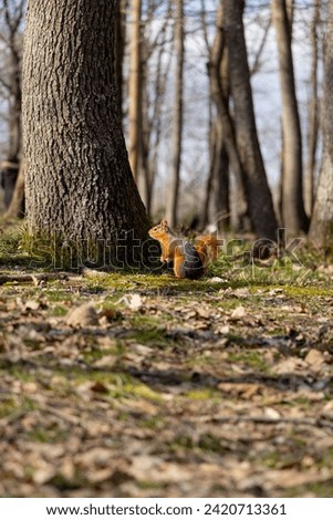 Little squirrel in the forest