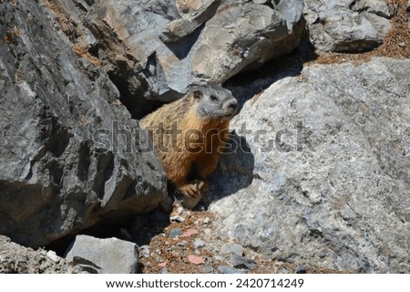 Yellow-bellied marmot scurrying and playing in a rock pile in Lakeside, Montana, near Angel Point on Flathead Lake. Royalty-Free Stock Photo #2420714249