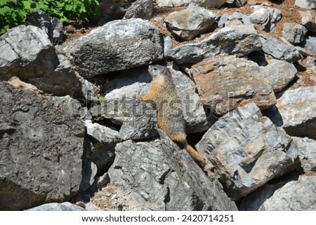 Yellow-bellied marmot scurrying and playing in a rock pile in Lakeside, Montana, near Angel Point on Flathead Lake. Royalty-Free Stock Photo #2420714251