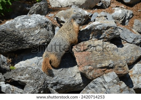 Yellow-bellied marmot scurrying and playing in a rock pile in Lakeside, Montana, near Angel Point on Flathead Lake. Royalty-Free Stock Photo #2420714253
