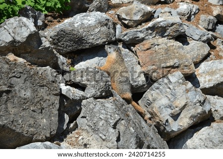 Yellow-bellied marmot scurrying and playing in a rock pile in Lakeside, Montana, near Angel Point on Flathead Lake. Royalty-Free Stock Photo #2420714255