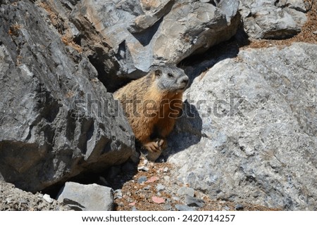 Yellow-bellied marmot scurrying and playing in a rock pile in Lakeside, Montana, near Angel Point on Flathead Lake. Royalty-Free Stock Photo #2420714257