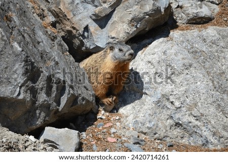 Yellow-bellied marmot scurrying and playing in a rock pile in Lakeside, Montana, near Angel Point on Flathead Lake. Royalty-Free Stock Photo #2420714261